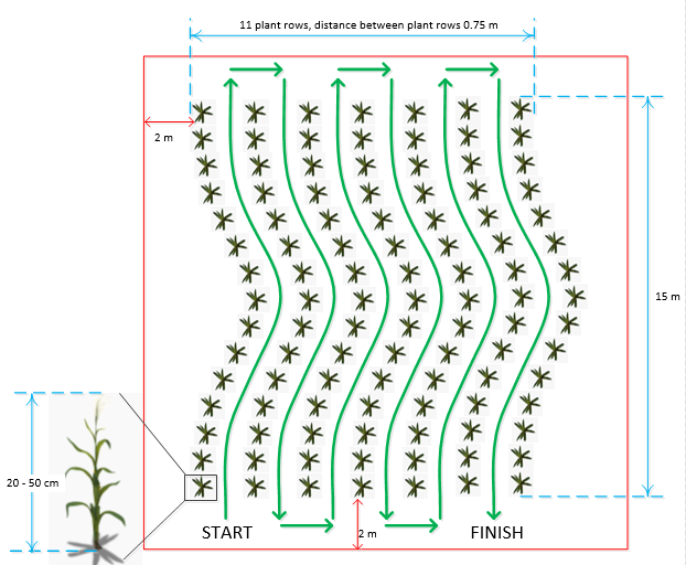 Picture of dimensions and row pattern for task 1.